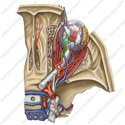 Long posterior ciliary arteries (arteriae ciliares posteriores longae)